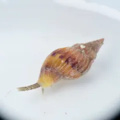 Wrinkled Amphissa thumbnail 2