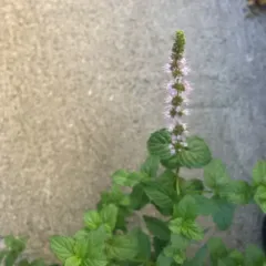 spearmint thumbnail 2