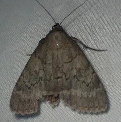 Serene Underwing thumbnail 4