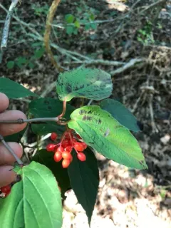 tea viburnum thumbnail 4