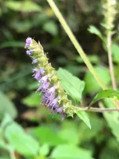 Crested Elsholtzia thumbnail 1