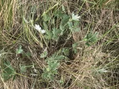 Hudson's cinquefoil thumbnail 3
