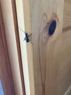 Firtree Borer thumbnail 2