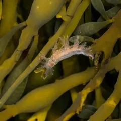 Bushy-backed Nudibranch thumbnail 3