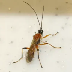 Aleiodes parasiticus thumbnail 2