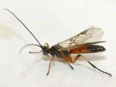 Terminal Mummy Wasp thumbnail 1