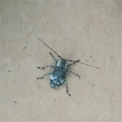 Spotted Long-horned Beetle thumbnail 3