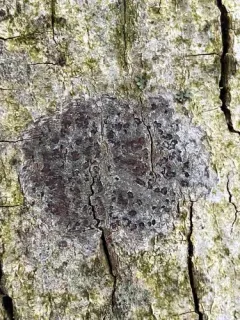 Arthothelium ruanum thumbnail 3