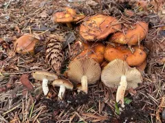 Pholiota lubrica thumbnail 1
