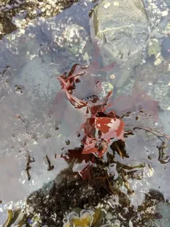 Red opuntia thumbnail 3
