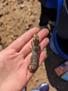 Coastal Mud Shrimp thumbnail 3