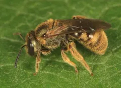 Bruner's Sweat Bee thumbnail 1