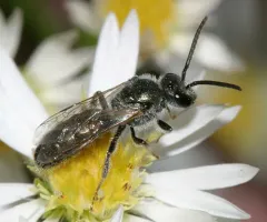 Lasioglossum oceanicum thumbnail 2