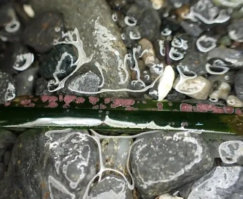 Surfgrass encrusting alga