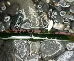 Surfgrass encrusting alga thumbnail 1