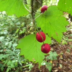 Fanleaf Hawthorn thumbnail 2