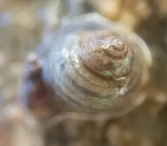Lirularia succincta thumbnail 1