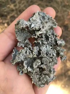 ribboned rag lichen thumbnail 4
