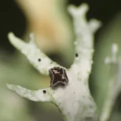 Oakmoss Spot thumbnail 2