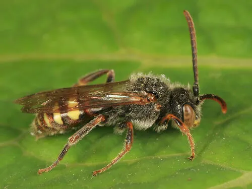 Belle Nomad Bee
