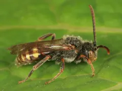 Belle Nomad Bee thumbnail 1