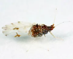 Drepanaphis carolinensis thumbnail 2