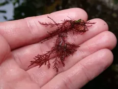 Gelidium purpurascens thumbnail 3