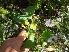 Brown Mustard thumbnail 2