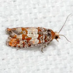 Red Pine Coneborer Moth thumbnail 3