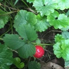 mock strawberry thumbnail 2