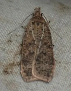 Georgia Dichomeris Moth thumbnail 2