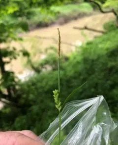 Slender Loose-flowered Sedge thumbnail 3