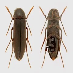 Serropalpus coxalis thumbnail 2