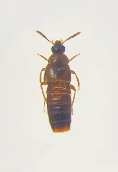 Hoplandria lateralis thumbnail 2