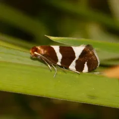 Lampronia oregonella thumbnail 2