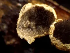 Diderma evelinae thumbnail 2