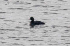 Common Scoter thumbnail 3