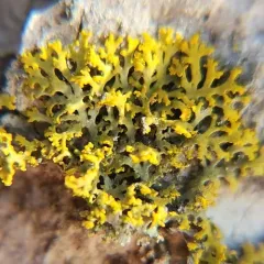 Bare-bottom Sunburst Lichen thumbnail 3