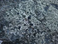 Lecidella asema thumbnail 3