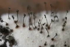 Syspastospora parasitica thumbnail 3
