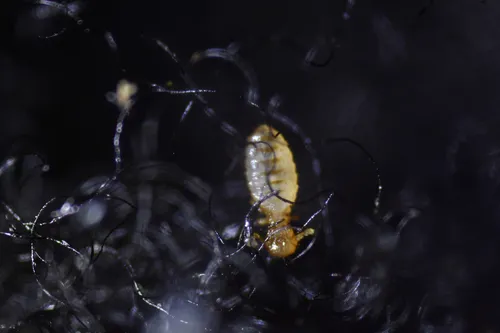 sheep biting louse