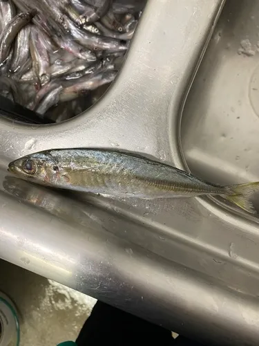 Atlantic Chub Mackerel
