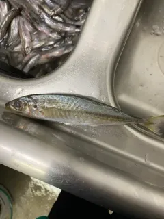 Atlantic Chub Mackerel thumbnail 1