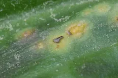 Uromyces heterodermus thumbnail 2