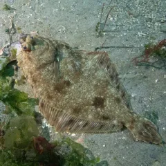 Rock Sole thumbnail 4