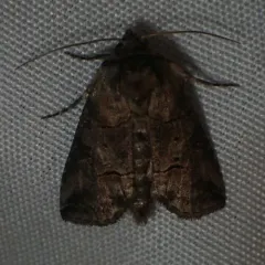 Spectacled Nettle Moth thumbnail 4