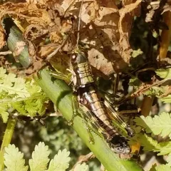 Wingless Mountain Grasshopper thumbnail 2