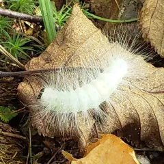 Laugher Moth thumbnail 2