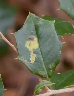 Native Holly Leafminer thumbnail 1