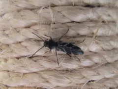 Gallmaking Maple Borer thumbnail 3